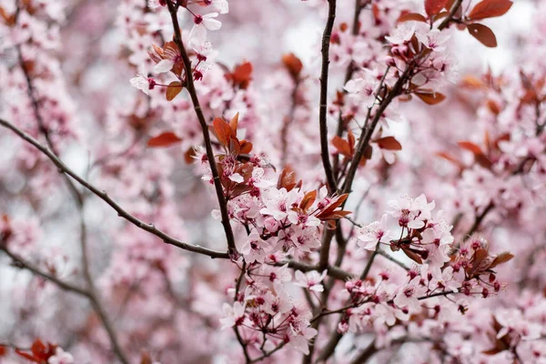 Körsbärsplommon Blommar Våren Prunus Cerasifera — Stockfoto
