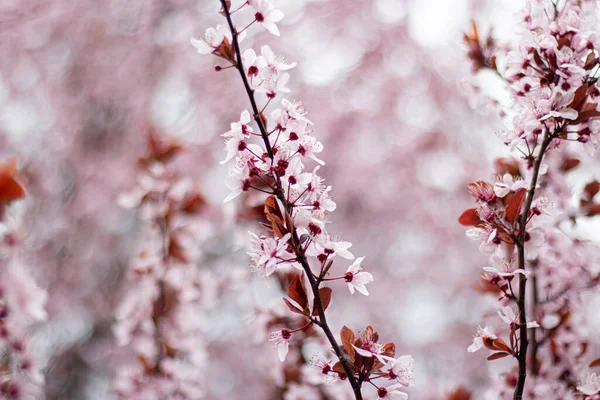 木の上のピンクの桜 — ストック写真