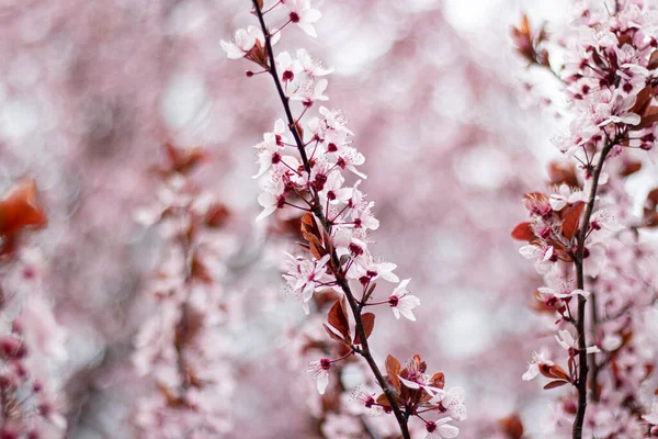 粉色樱桃花在树上 — 图库照片