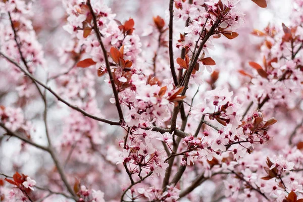 Pink cherry plum flowers on a tree.