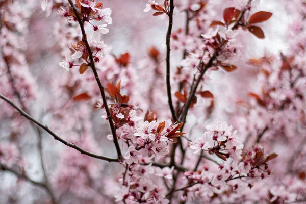 Rosa Körsbär Plommon Blommor Ett Träd — Stockfoto