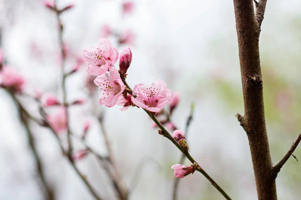 粉色樱桃花在树上 — 图库照片
