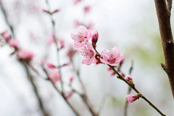 Ağaçta Pembe Kiraz Çiçekleri — Stok fotoğraf