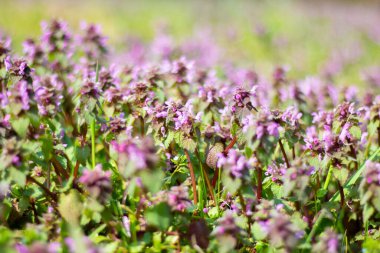 Lamium L, çayırdaki bahar bal bitkisi..