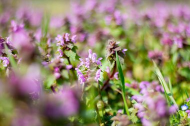 Lamium L, çayırdaki bahar bal bitkisi..