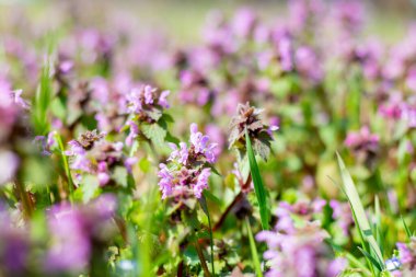Lamium L, çayırdaki bahar bal bitkisi..
