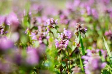 Lamium L, çayırdaki bahar bal bitkisi..
