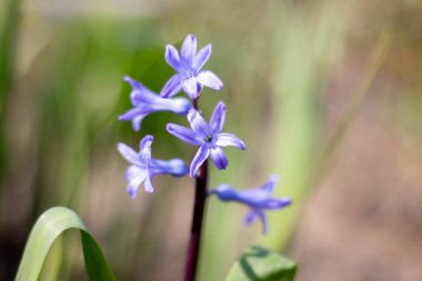 Bahçedeki mavi sümbül.