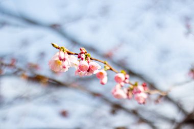 Gökyüzüne karşı pembe sakura çiçekleri.