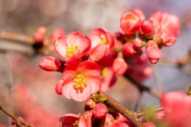 Chaenomeles japonica baharda açar, kırmızı çiçekler bir çalıda..