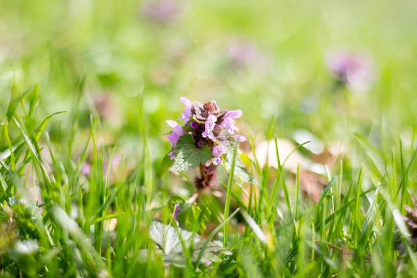 Lamium Planta Miel Primavera Prado — Foto de Stock