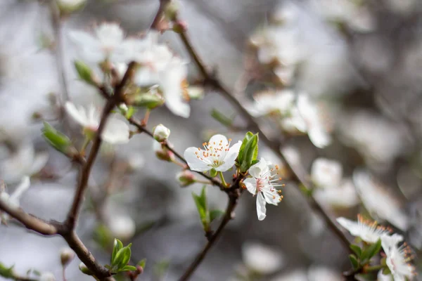 春天的白樱花 — 图库照片