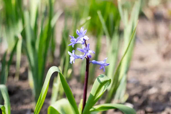 Μπλε Υάκινθος Στον Κήπο — Φωτογραφία Αρχείου
