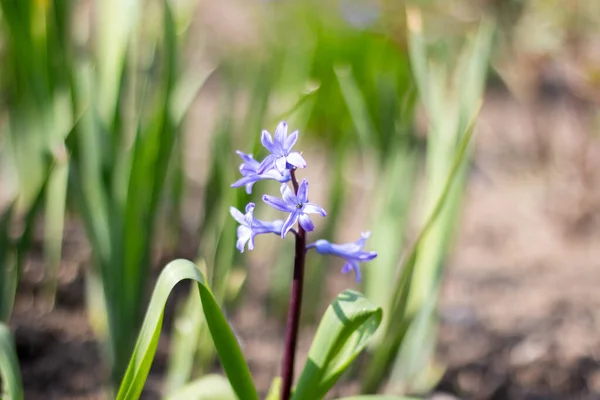 Blauwe Hyacint Tuin — Stockfoto