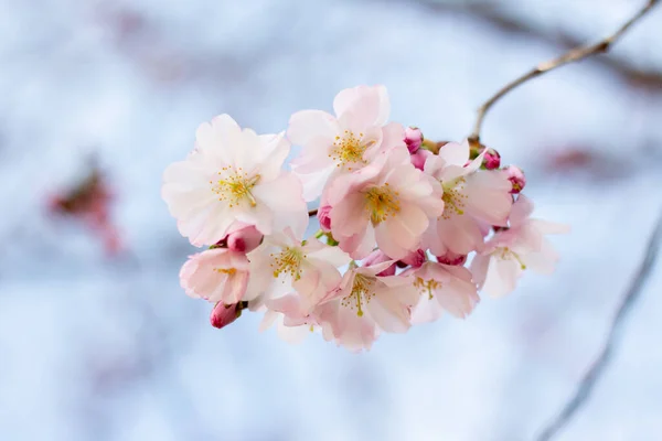 空に向かってピンクの桜の花 — ストック写真