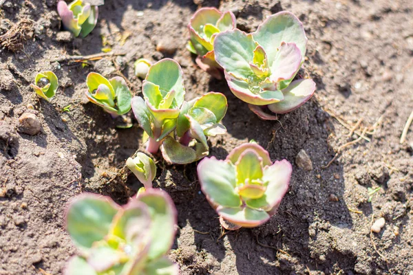 Sedum telephium gençleri bahçede çekim yapıyor..