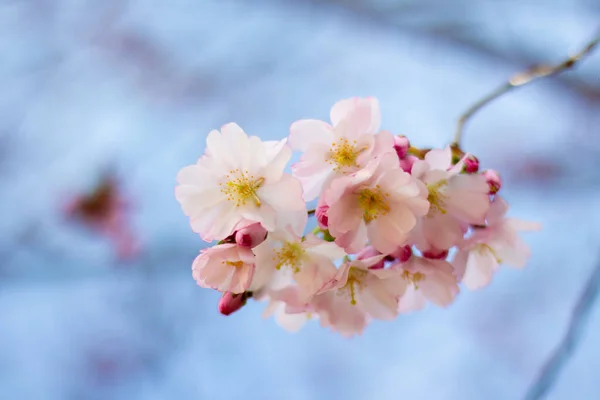 Rosa Sakura Blüten Gegen Den Himmel — Stockfoto