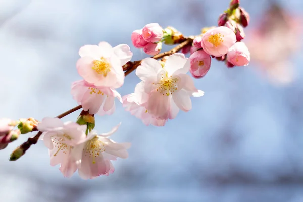 Flores Sakura Rosa Contra Céu — Fotografia de Stock