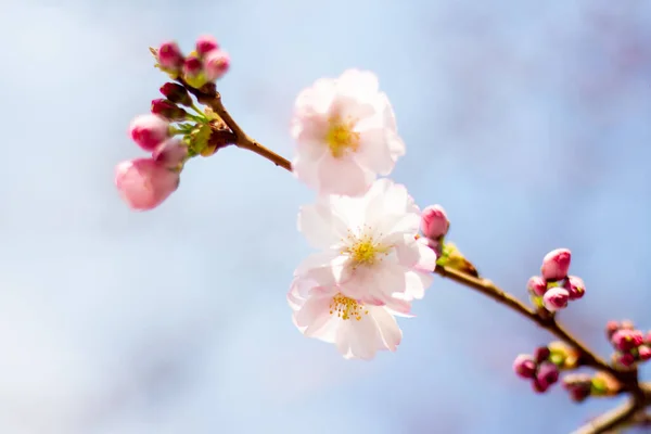 空に向かってピンクの桜の花 — ストック写真