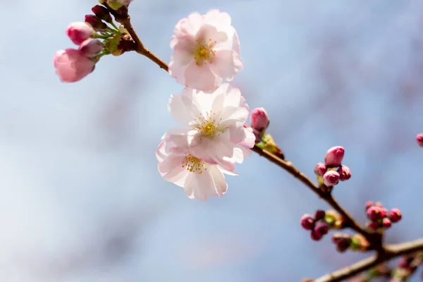 Rosa Sakura Blommor Mot Himlen — Stockfoto