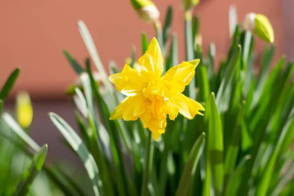 Gelbe Narzissen Garten Der Nähe Des Hauses — Stockfoto