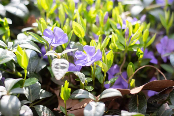 stock image Vinca L. blooms in the garden in spring.