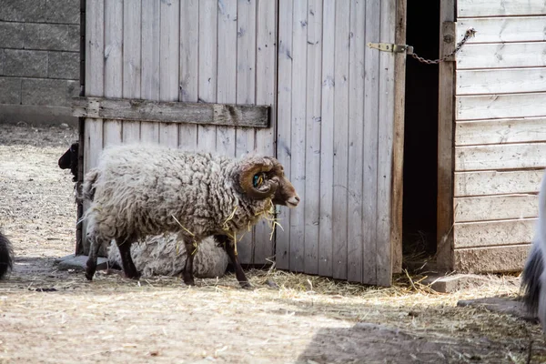 Domestic Sheep Barn — Stock Photo, Image