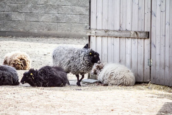 Домашние Овцы Возле Амбара — стоковое фото