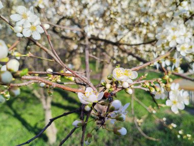Prunus cerasifera, ağaçtaki beyaz çiçekler.