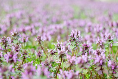 Lamium L. Ormandaki arazide..