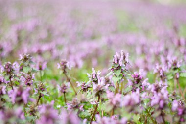 Lamium L. Ormandaki arazide..