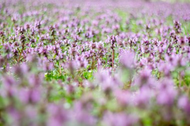 Lamium L. Ormandaki arazide..