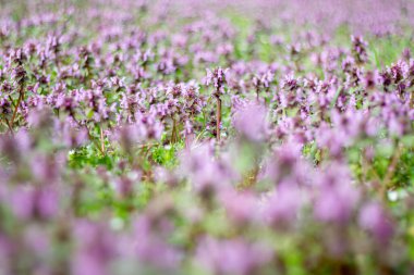 Lamium L. Ormandaki arazide..