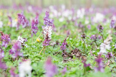Ormandaki bir tarlada Corydalis cava.