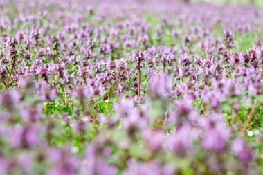 Lamium L. Ormandaki arazide..