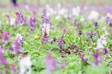 Ormandaki bir tarlada Corydalis cava.