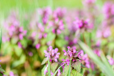 Lamium L. Ormandaki arazide..
