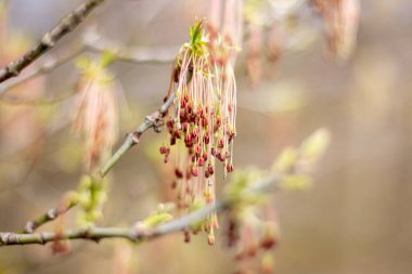 Acer negundo 'nun erkek çiçekleri.