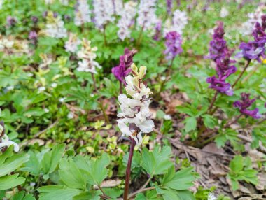 Ormandaki bir tarlada Corydalis cava.