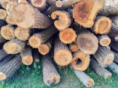 Kütükler nakil için istiflendi. Kesikteki ağacın dokusu..