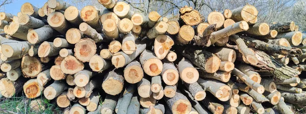Troncos Estão Empilhados Para Transporte Textura Árvore Corte — Fotografia de Stock