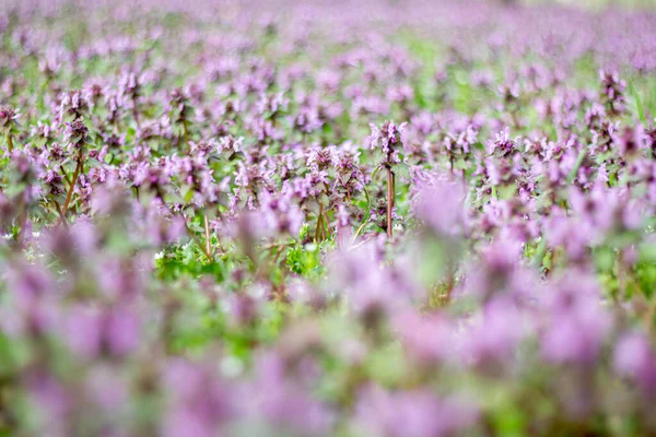 stock image Lamium L. on the field in the forest.