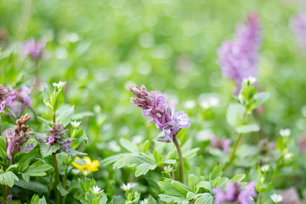 Lamium Field Forest — Stock Photo, Image