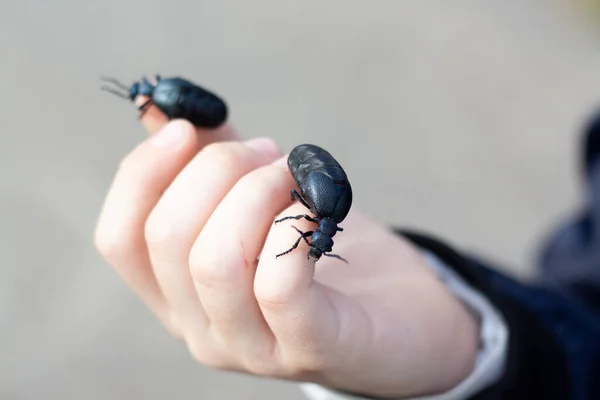 Anak Memegang Kumbang Meloe Proscarabaeus — Stok Foto