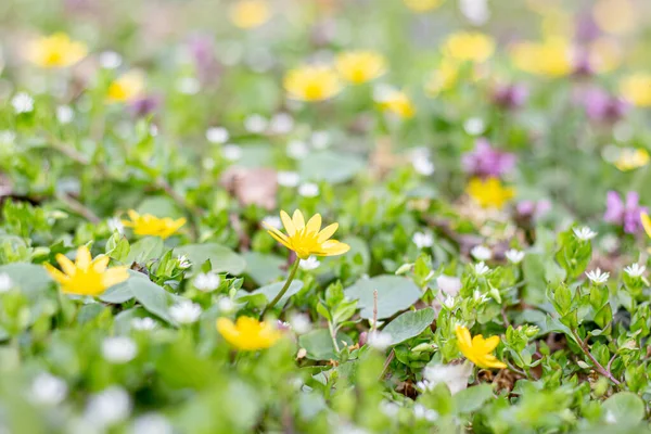 草原の黄色いカルタの花 — ストック写真