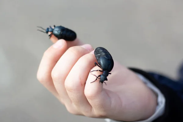 Anak Memegang Kumbang Meloe Proscarabaeus — Stok Foto