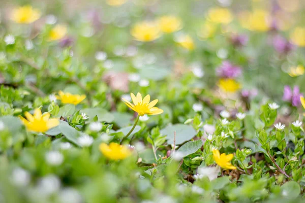 草原の黄色いカルタの花 — ストック写真