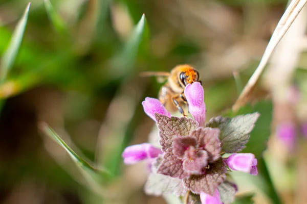 ラミウムの花の蜂 — ストック写真