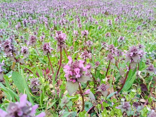 stock image Lamium L. on the field in the forest.