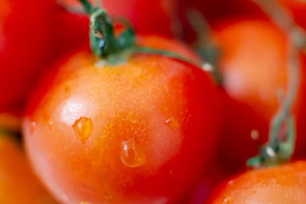 Rote Tomaten Mit Wassertropfen Großaufnahme — Stockfoto